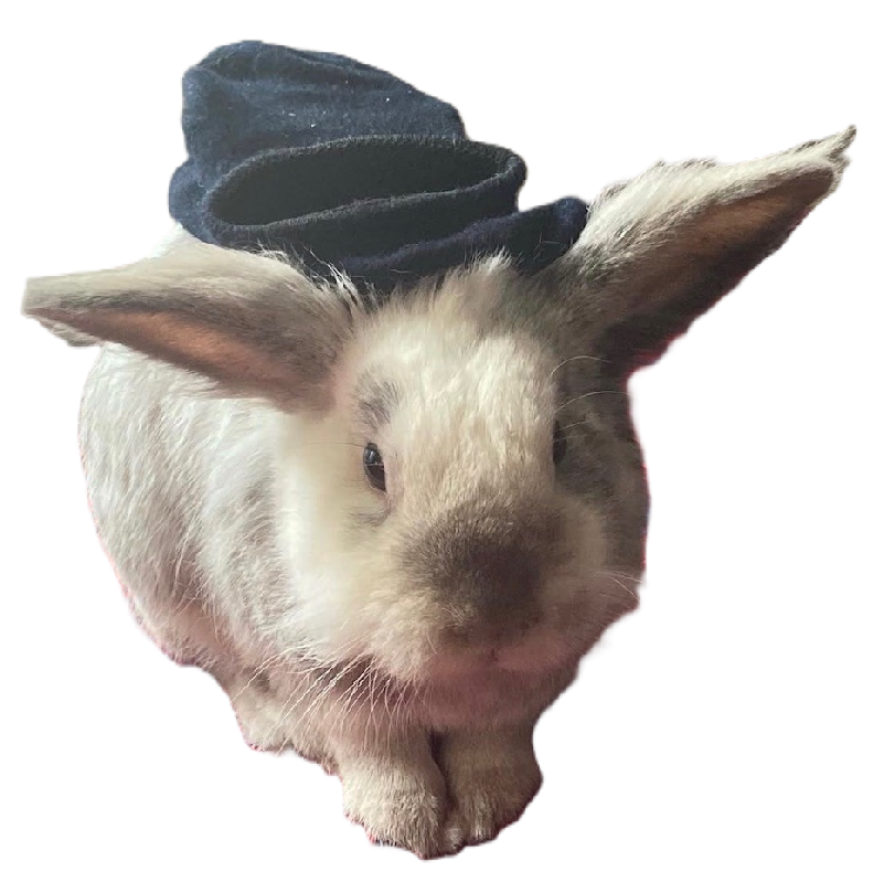 Roger the rabbit